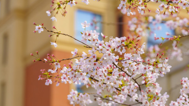櫻花