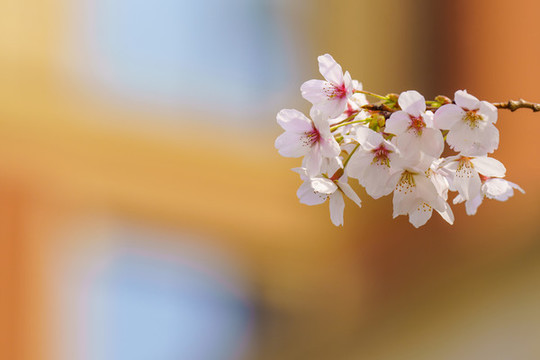 櫻花