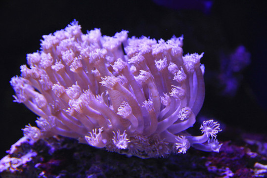 手指珊瑚