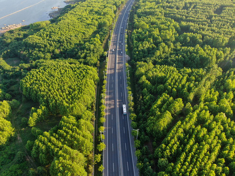 綠樹林公路