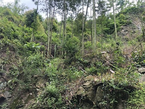 山竹