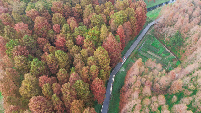 航拍紅杉林
