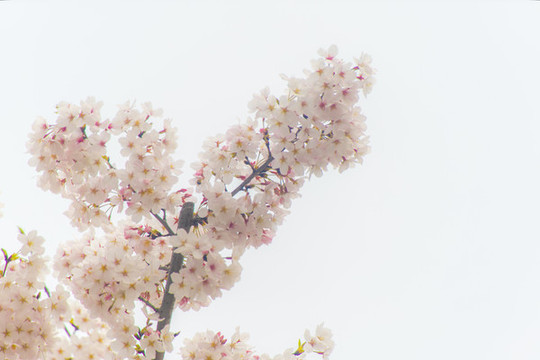 櫻花
