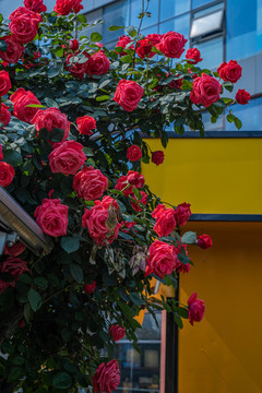 月季花
