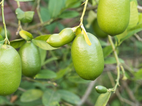 香水檸檬