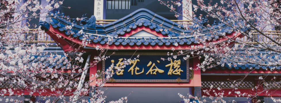 無(wú)錫黿頭渚櫻花