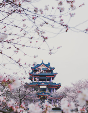 無錫黿頭渚櫻花