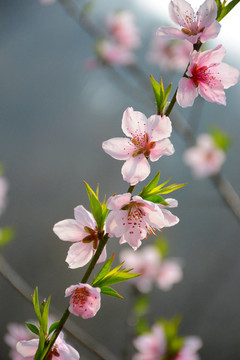 桃花枝