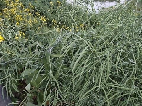 油菜