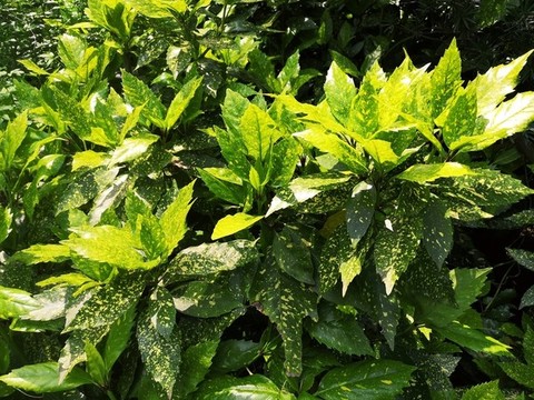花葉青木