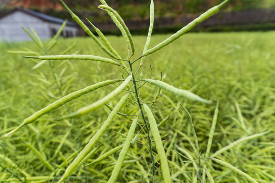 還未成熟的油菜