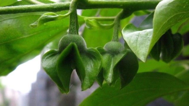柿子花