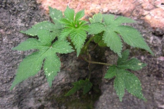 葎草