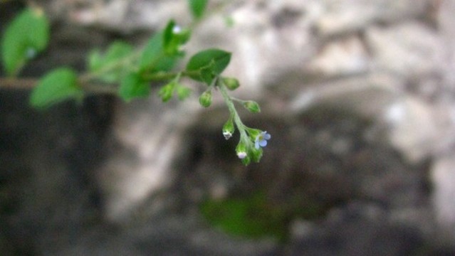 附地菜