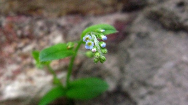 附地菜