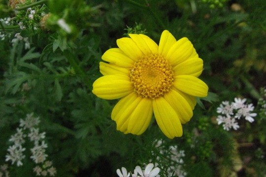 茼蒿