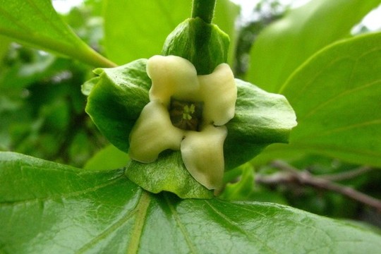 柿子花