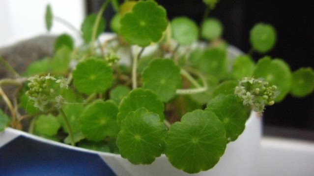 銅錢草