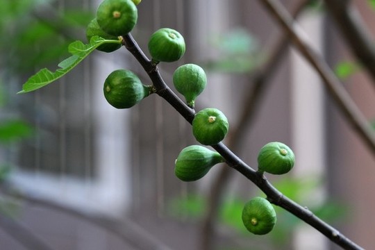 無(wú)花果