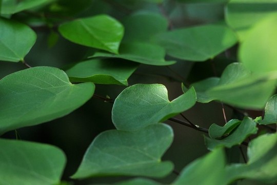 紫荊