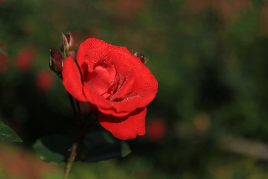 紅色玫瑰花