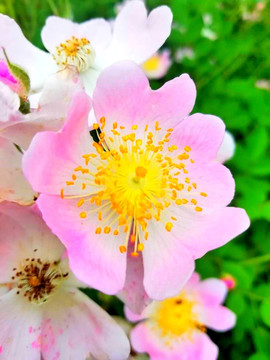 粉團(tuán)薔薇