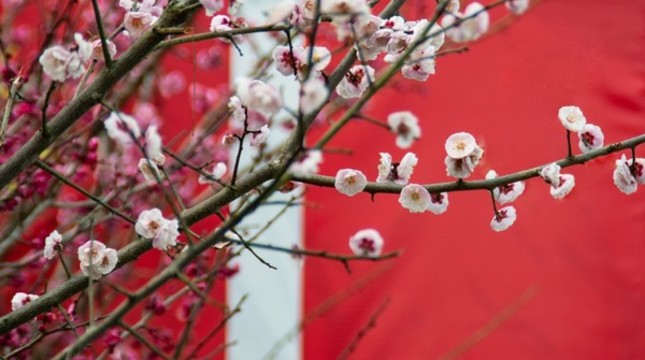 紅色背景前的梅花