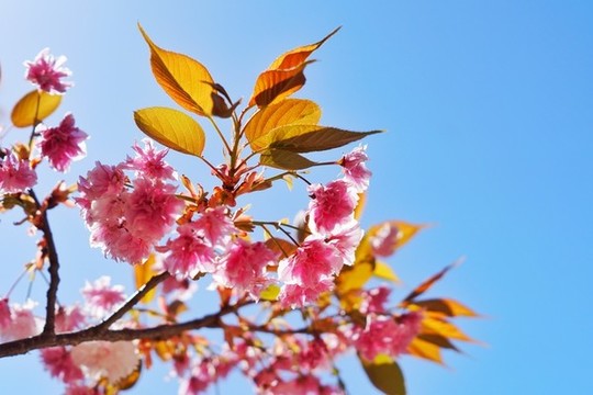 櫻花