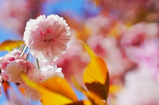 櫻花