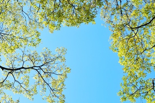 天空綠葉