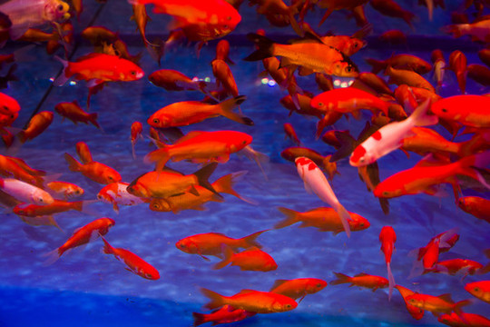 紅色觀賞魚(yú)