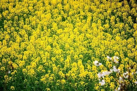 油菜花