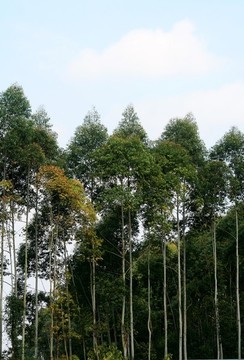 樹林