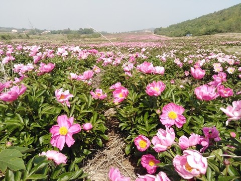 芍藥花開