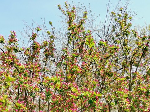 桃花