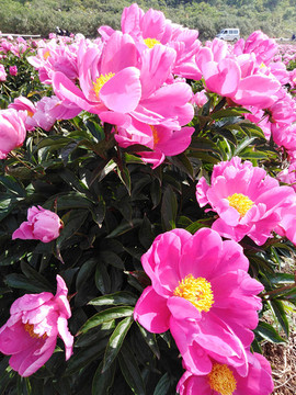 芍藥花開