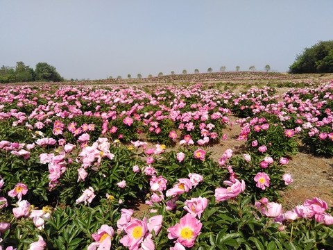 芍藥花開