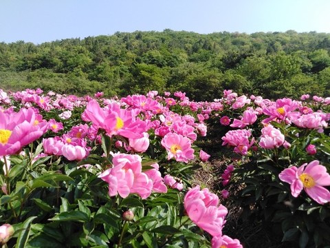 芍藥花開
