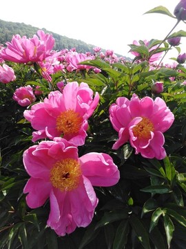 牡丹花開