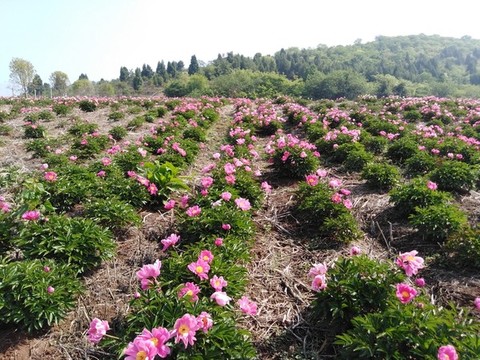 芍藥花開