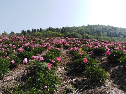 芍藥花開