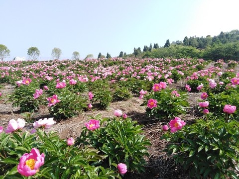 芍藥花開(kāi)