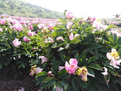 芍藥花開