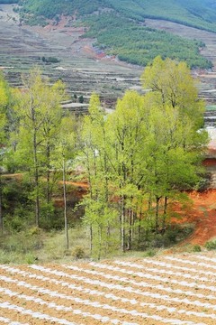 樹林