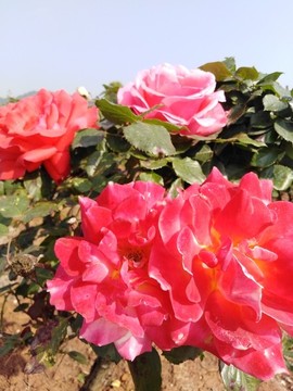 月季花