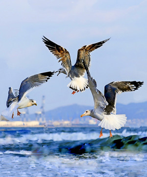 海鷗