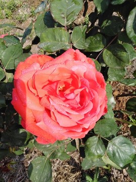 月季花