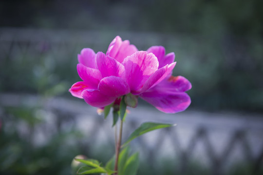 紅芍藥