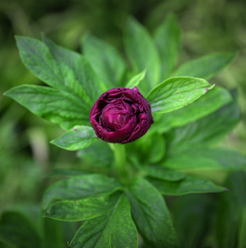 紅色芍藥