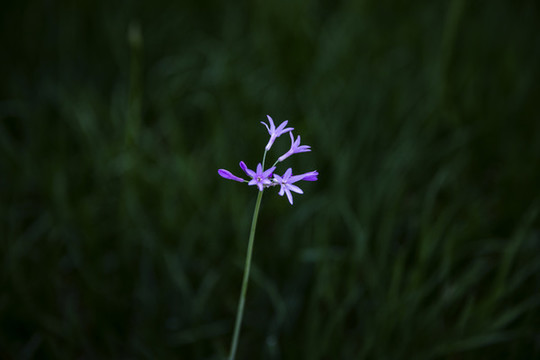 紫嬌花